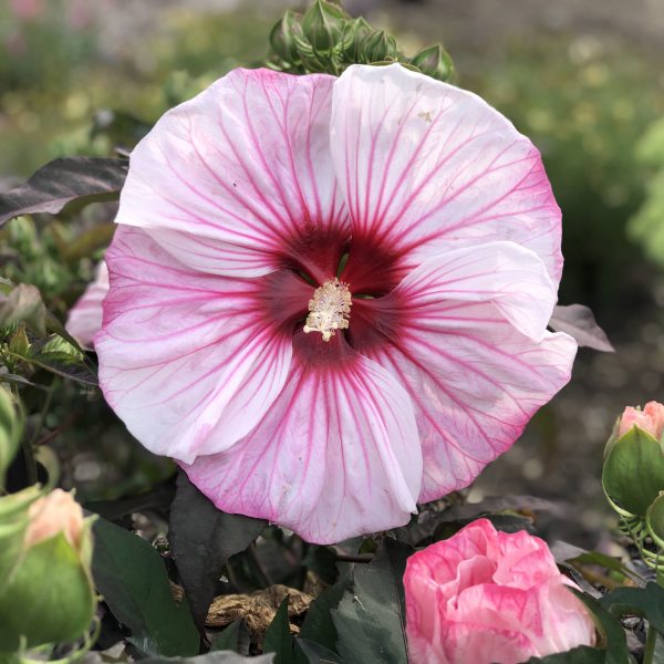 HIBISCUS SUMMERIFIC CHERRY CHOCO LATTE ROSE MALLOW