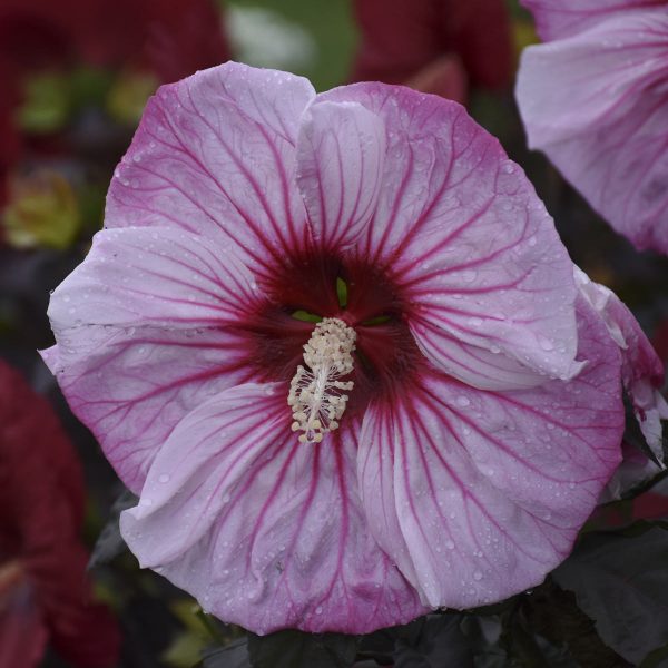 HIBISCUS SUMMERIFIC CHERRY CHOCO LATTE ROSE MALLOW