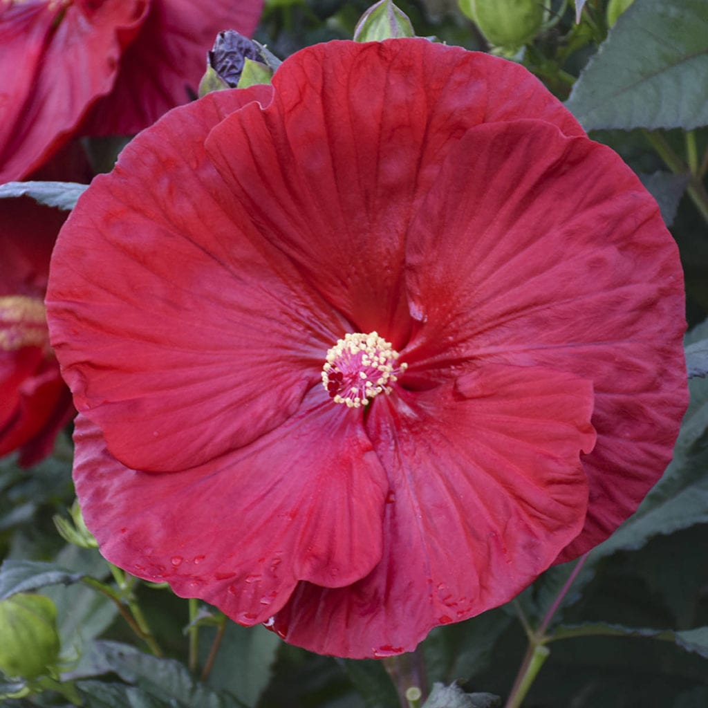 Hibiscus SUMMERIFIC Cranberry Crush Buy Rose Mallow Perennials Online