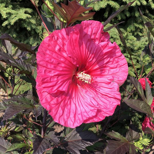 HIBISCUS SUMMERIFIC EVENING ROSE ROSE MALLOW