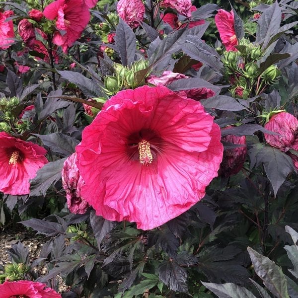 HIBISCUS SUMMERIFIC EVENING ROSE ROSE MALLOW