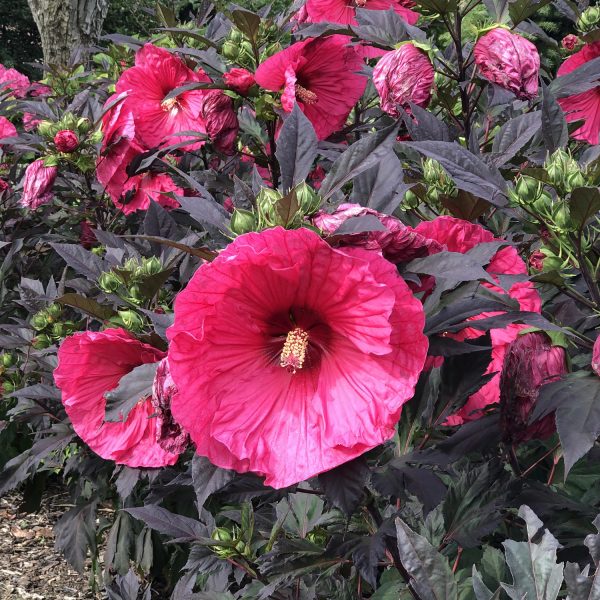 HIBISCUS SUMMERIFIC EVENING ROSE ROSE MALLOW