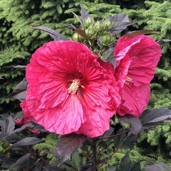 HIBISCUS SUMMERIFIC EVENING ROSE ROSE MALLOW