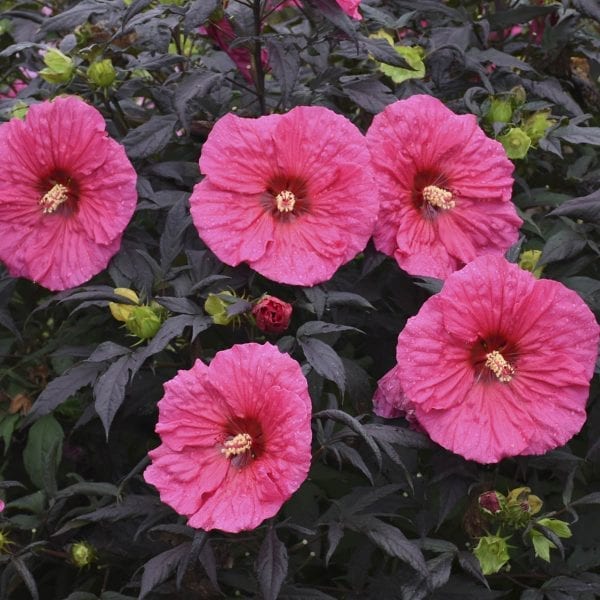 HIBISCUS SUMMERIFIC EVENING ROSE ROSE MALLOW