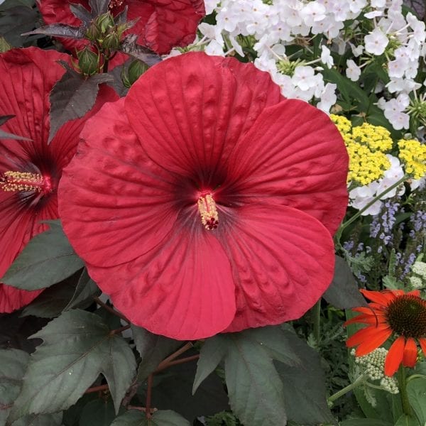 HIBISCUS SUMMERIFIC HOLY GRAIL ROSE MALLOW