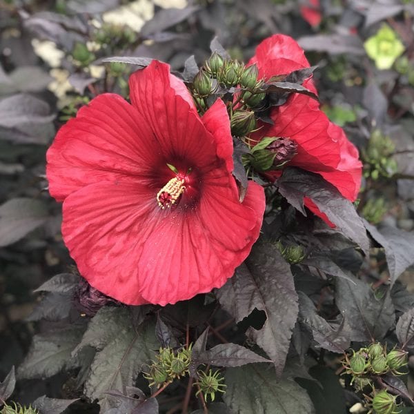 HIBISCUS SUMMERIFIC HOLY GRAIL ROSE MALLOW