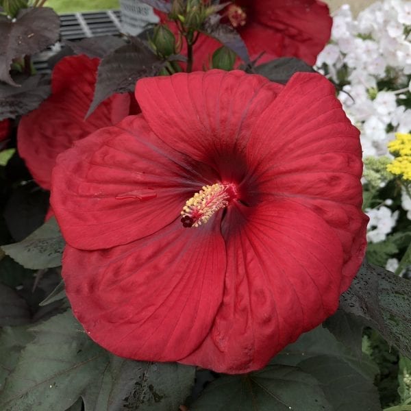 HIBISCUS SUMMERIFIC HOLY GRAIL ROSE MALLOW