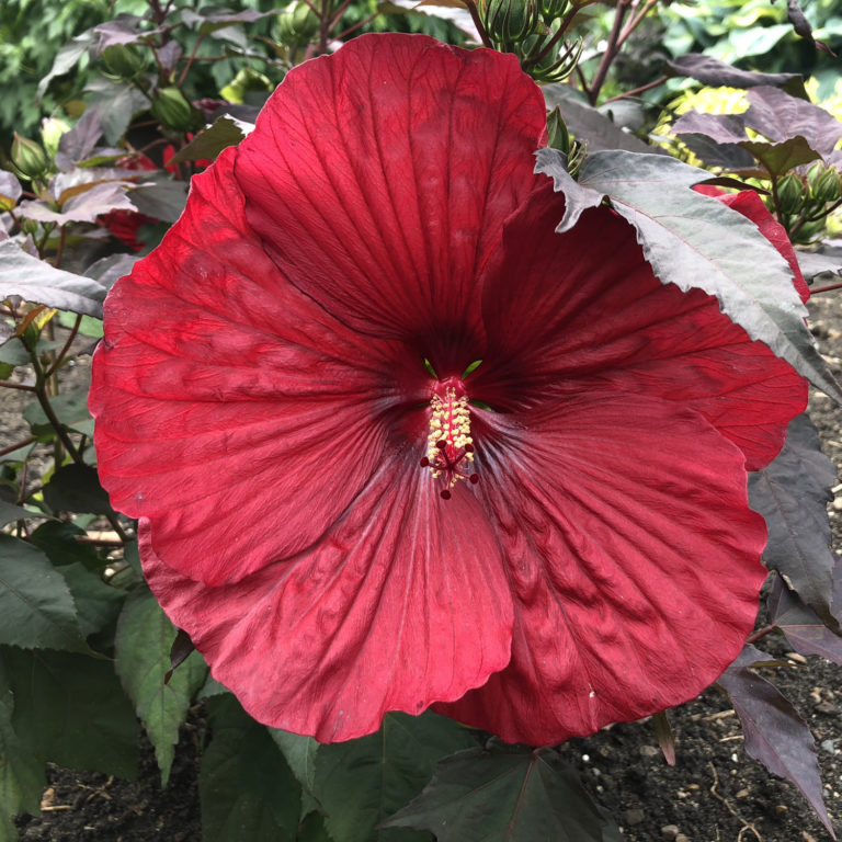 SUMMERIFIC® 'Holy Grail' Hibiscus Garden Crossings