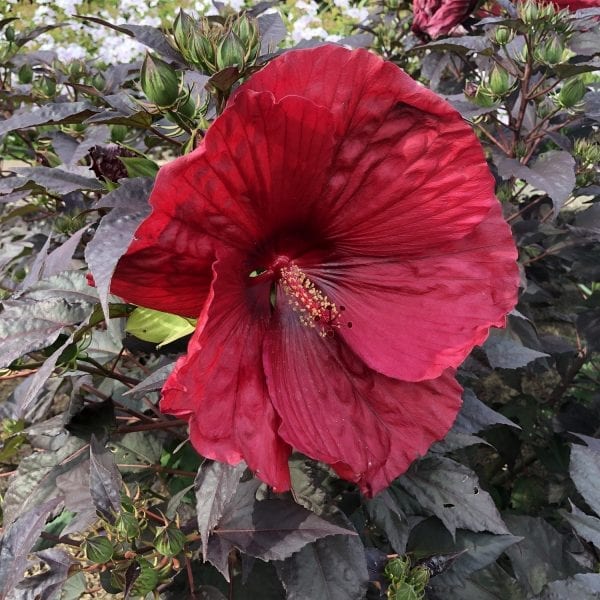 HIBISCUS SUMMERIFIC HOLY GRAIL ROSE MALLOW