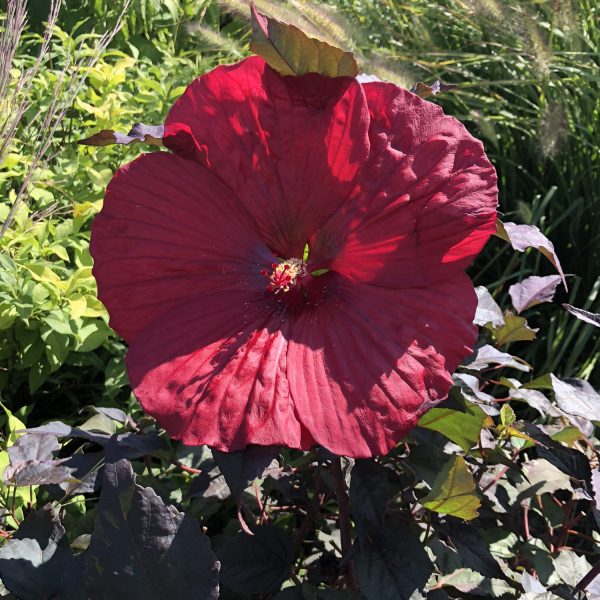 HIBISCUS SUMMERIFIC HOLY GRAIL ROSE MALLOW