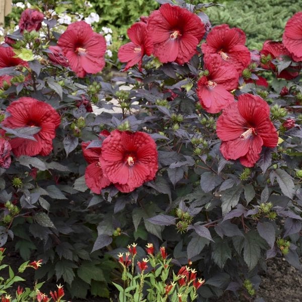 HIBISCUS SUMMERIFIC HOLY GRAIL ROSE MALLOW