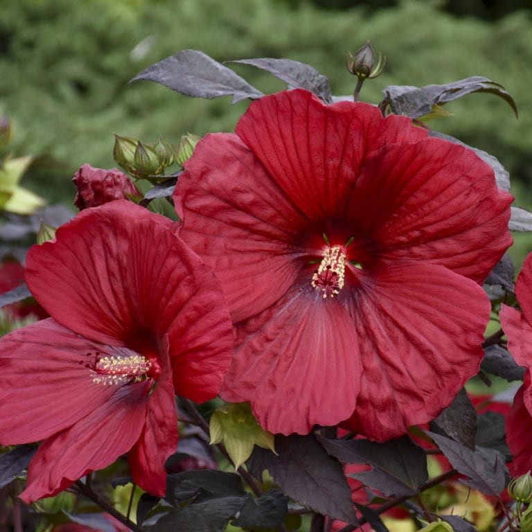 SUMMERIFIC® 'Holy Grail' Hibiscus Garden Crossings
