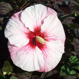 HIBISCUS SUMMERIFIC PERFECT STORM ROSE MALLOW