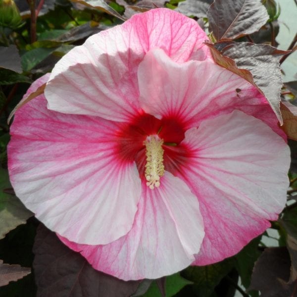 HIBISCUS SUMMERIFIC PERFECT STORM ROSE MALLOW