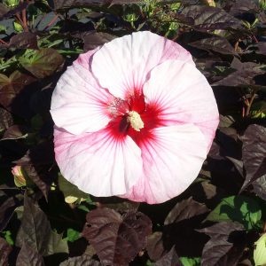 HIBISCUS SUMMERIFIC PERFECT STORM ROSE MALLOW