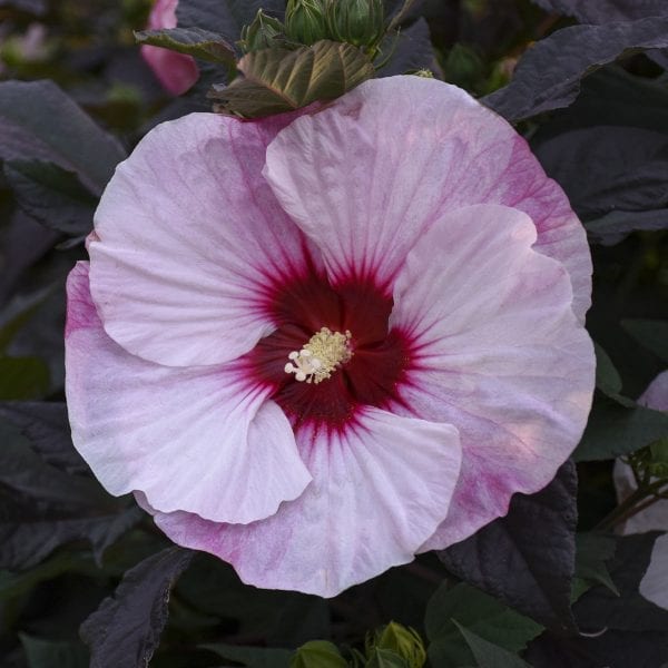 HIBISCUS SUMMERIFIC PERFECT STORM ROSE MALLOW