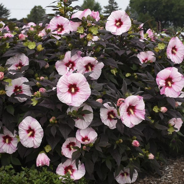 HIBISCUS SUMMERIFIC PERFECT STORM ROSE MALLOW