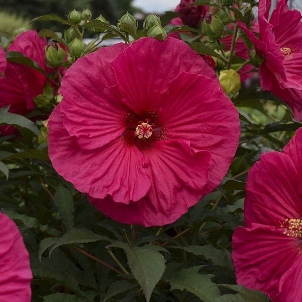 HIBISCUS SUMMER IN PARADISE ROSE MALLOW