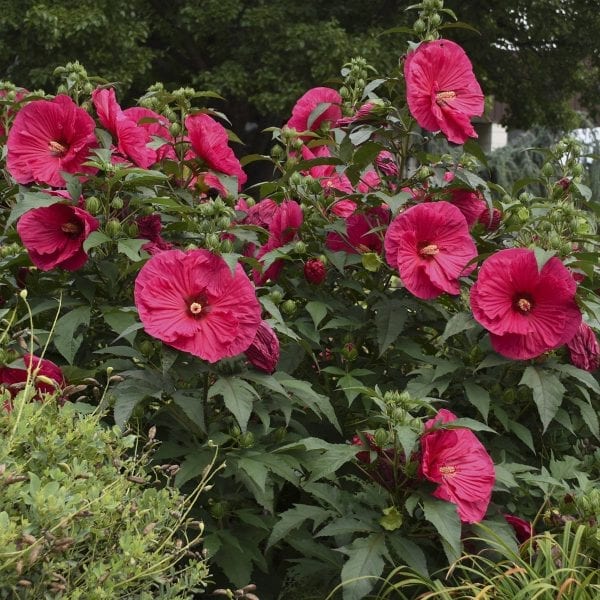 HIBISCUS SUMMER IN PARADISE ROSE MALLOW