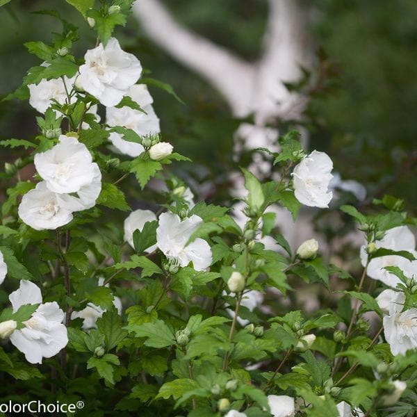 HIBISCUS WHITE CHIFFON ROSE OF SHARON