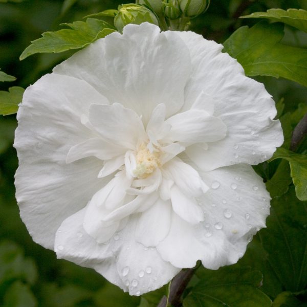 HIBISCUS WHITE CHIFFON ROSE OF SHARON