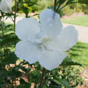 HIBISCUS WHITE PILLAR ROSE OF SHARON