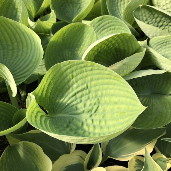 HOSTA ABIQUA DRINKING GOURD HOSTA