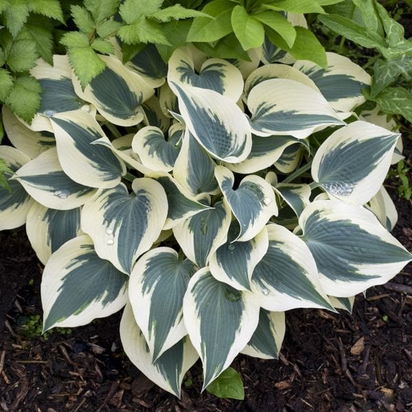 HOSTA BLUE IVORY HOSTA