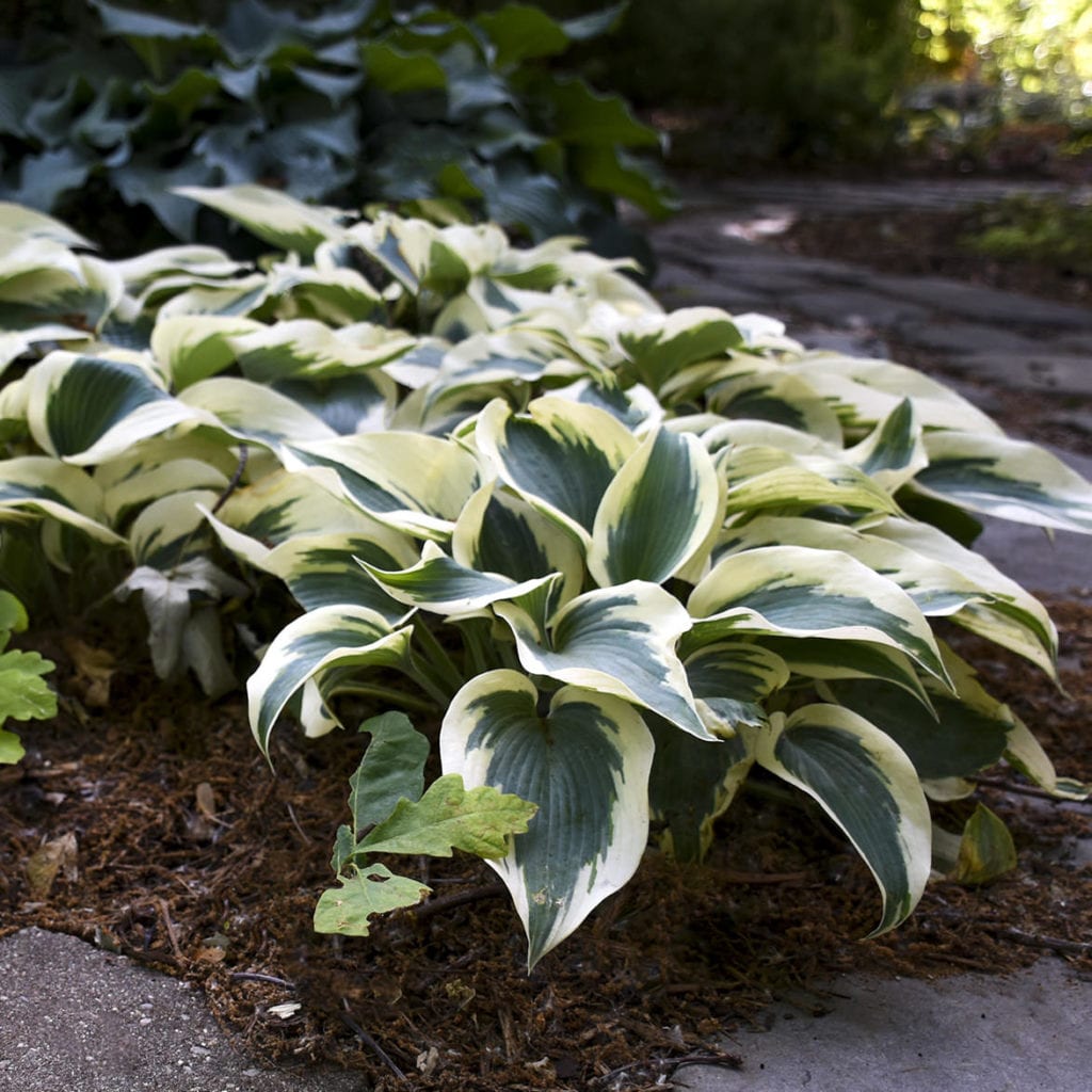 Hosta Blue Ivory Buy Hostas Perennials Online