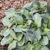 HOSTA BLUE MOUSE EARS HOSTA