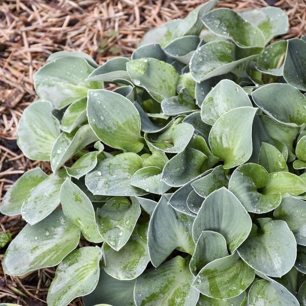 HOSTA BLUE MOUSE EARS HOSTA