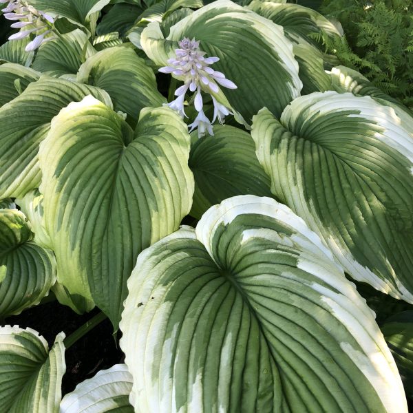 HOSTA BRIDAL FALLS HOSTA