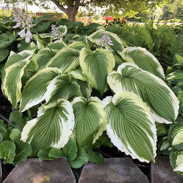 HOSTA BRIDAL FALLS HOSTA