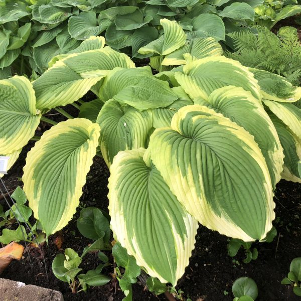 HOSTA BRIDAL FALLS HOSTA