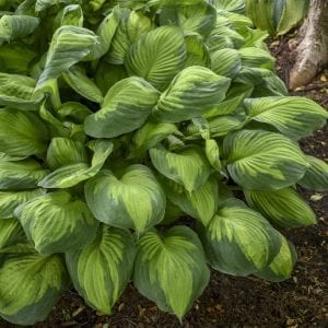 HOSTA CAPTAIN KIRK HOSTA