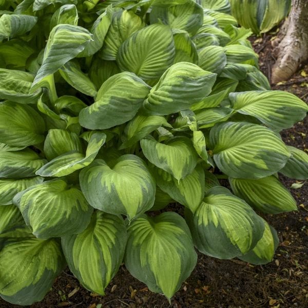 HOSTA CAPTAIN KIRK HOSTA