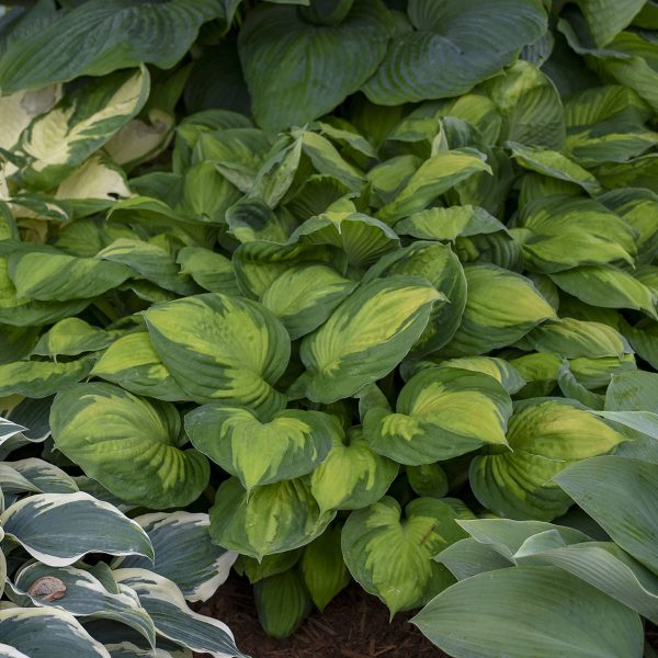 HOSTA CAPTAIN KIRK HOSTA