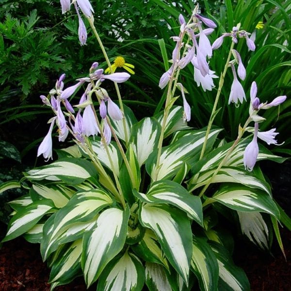 HOSTA CHRISTMAS CANDY HOSTA