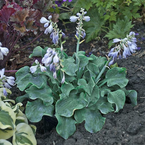 HOSTA CHURCH MOUSE HOSTA