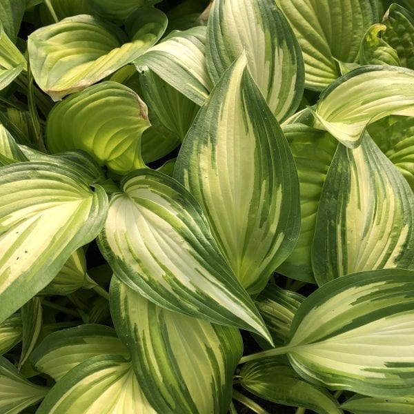 HOSTA COOL AS A CUCUMBER HOSTA