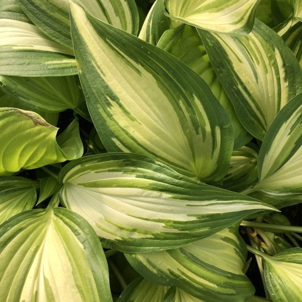 HOSTA COOL AS A CUCUMBER HOSTA