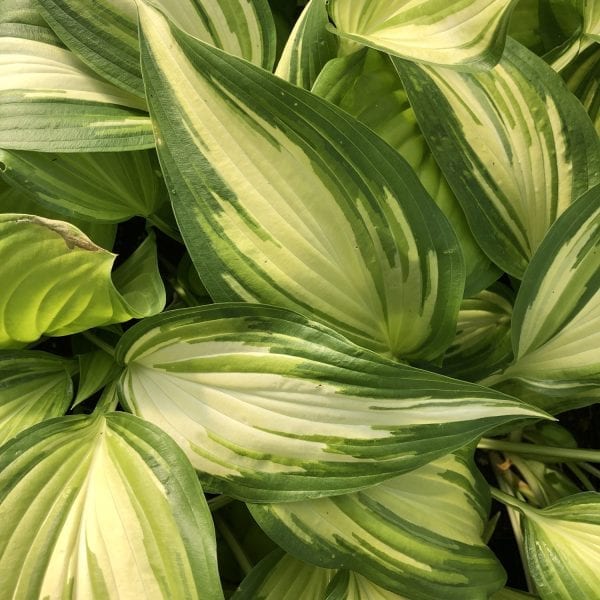 HOSTA COOL AS A CUCUMBER HOSTA