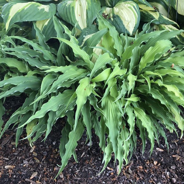 HOSTA CURLY FRIES HOSTA