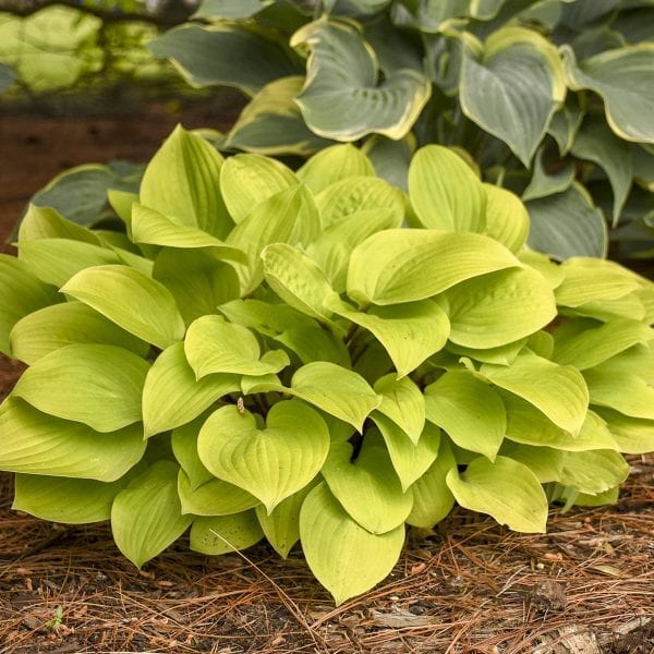 HOSTA FIRE ISLAND HOSTA