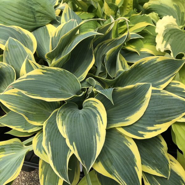 HOSTA FIRST FROST HOSTA