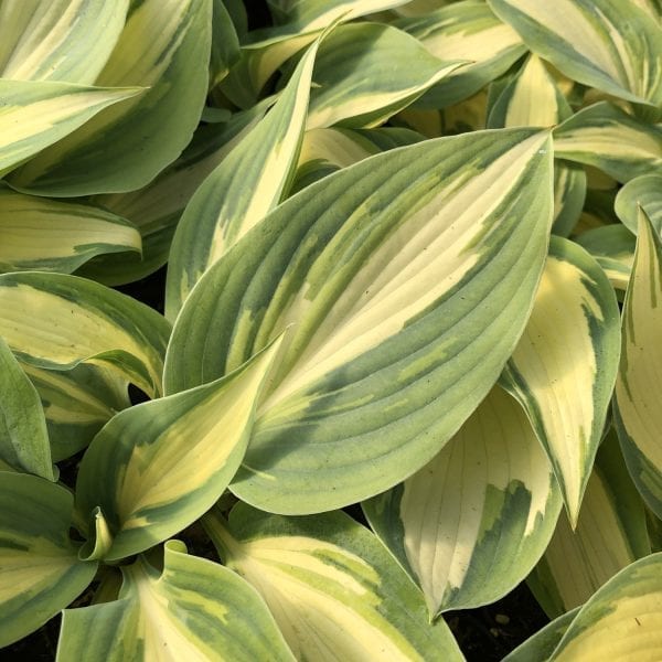 HOSTA HIGH SOCIETY HOSTA