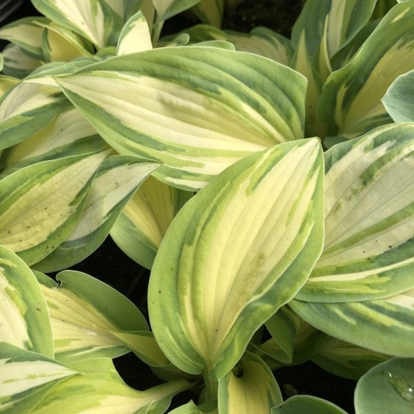 HOSTA HIGH SOCIETY HOSTA