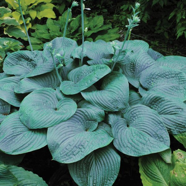 HOSTA HUMPBACK WHALE HOSTA