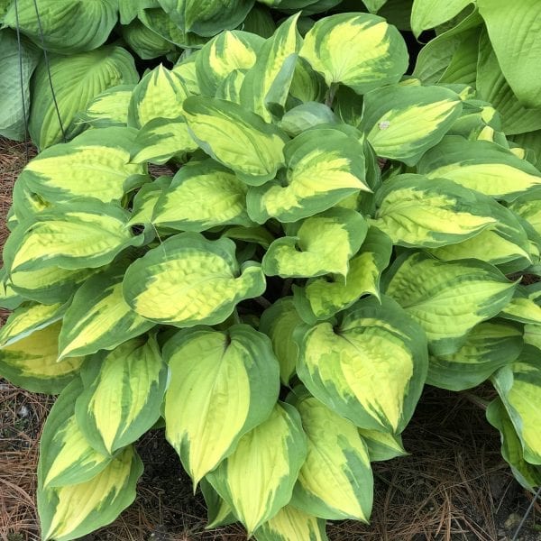 HOSTA ISLAND BREEZE HOSTA