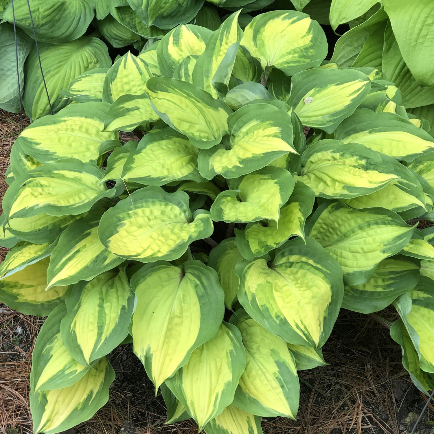 Hosta Island Breeze - Buy Hostas Perennials Online